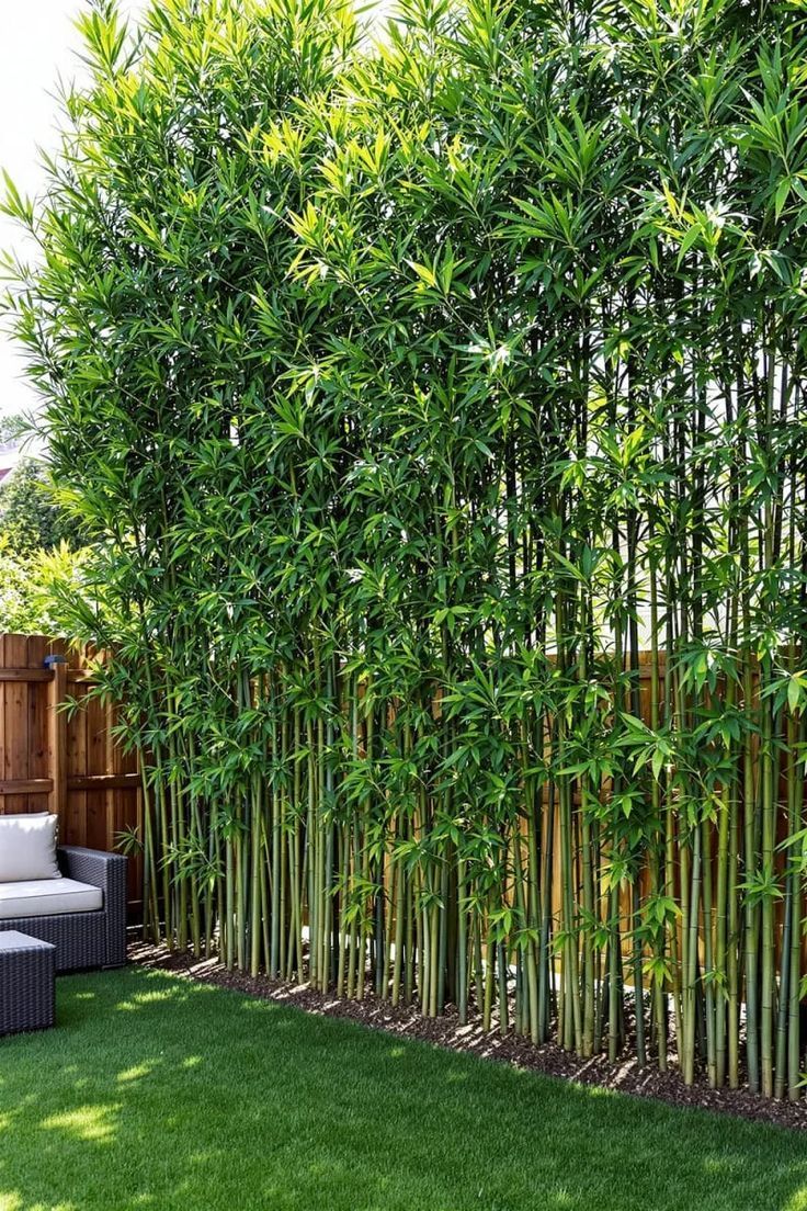 Haie de bambou géant brise-vue dans un jardin paysager