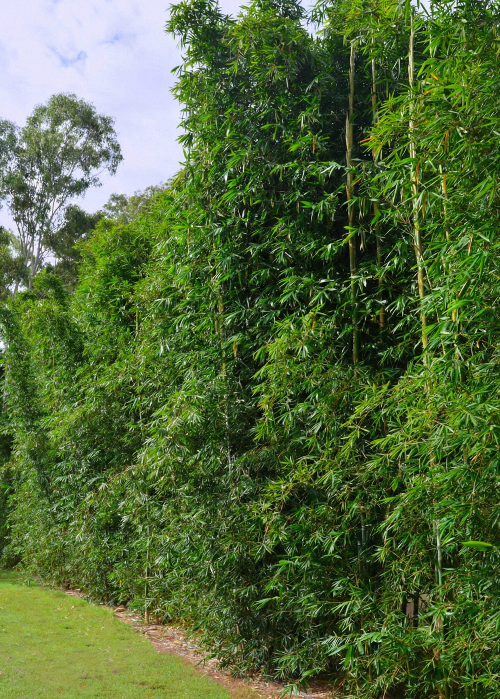 Haie de bambou géant Bambusa oldhamii brise-vue le long d'une pelouse