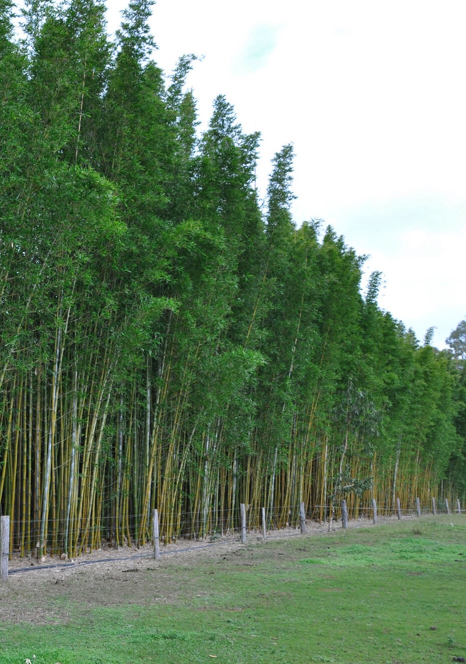 Plantation de bambou géant Bambusa oldhamii en hauteur avec chaumes dorés