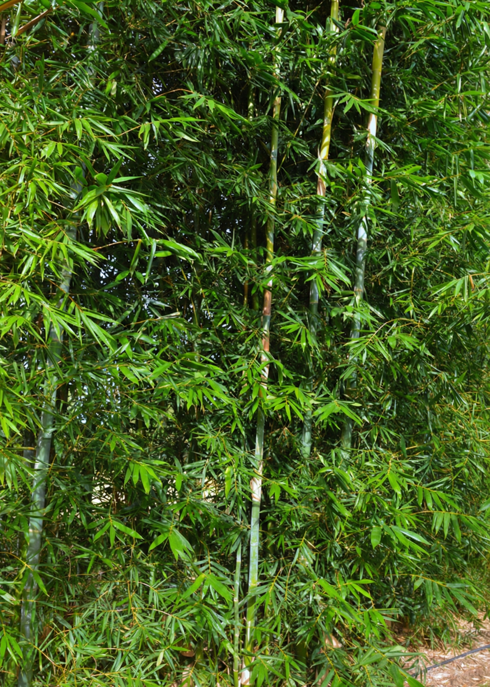 Gros plan sur le feuillage et les chaumes du bambou géant Bambusa oldhamii