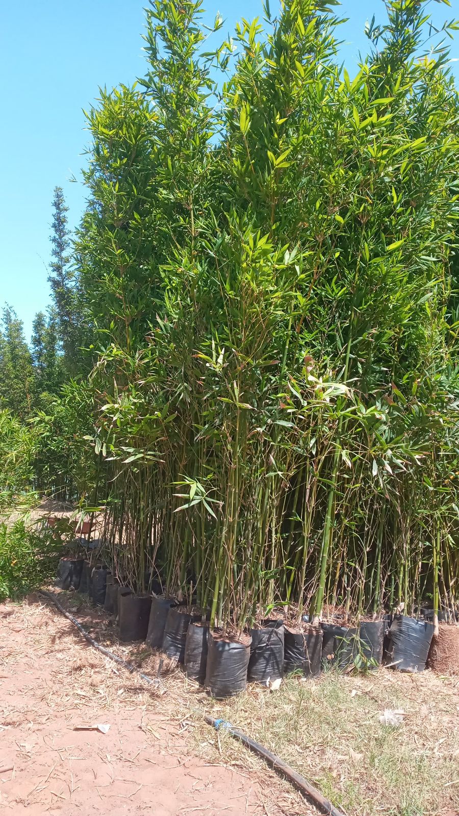 Plants de bambou géant en pots prêts à la livraison, pépinière Belkora